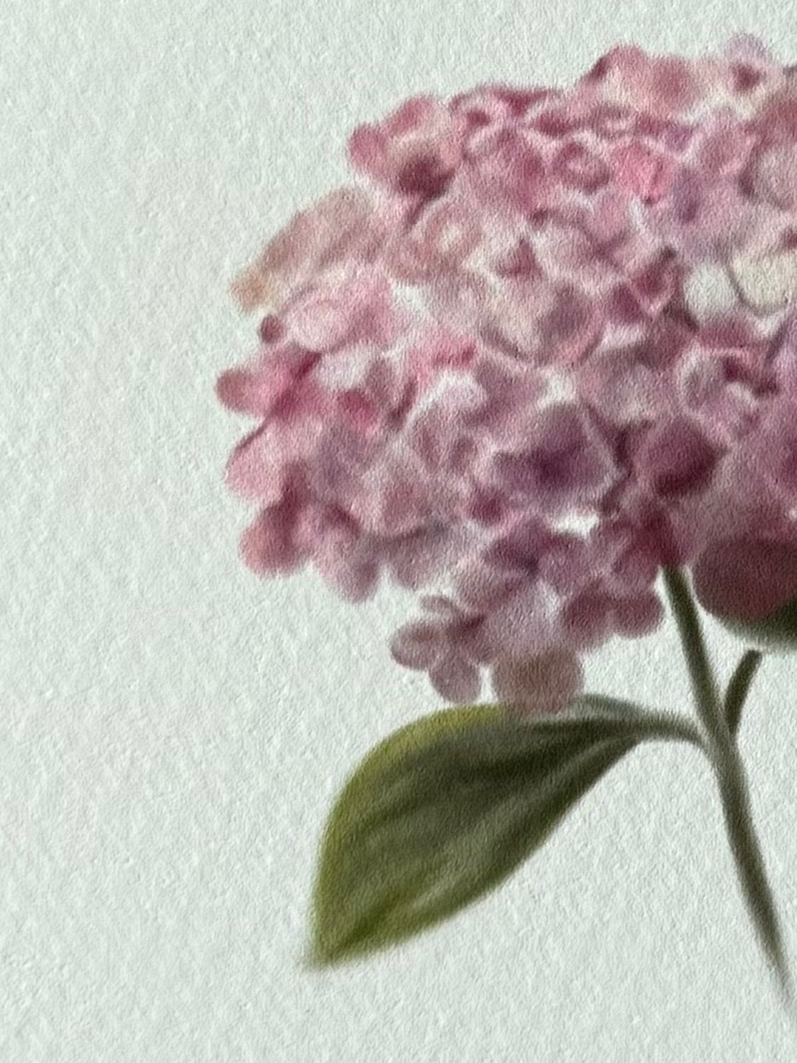 Hydrangea Art Print