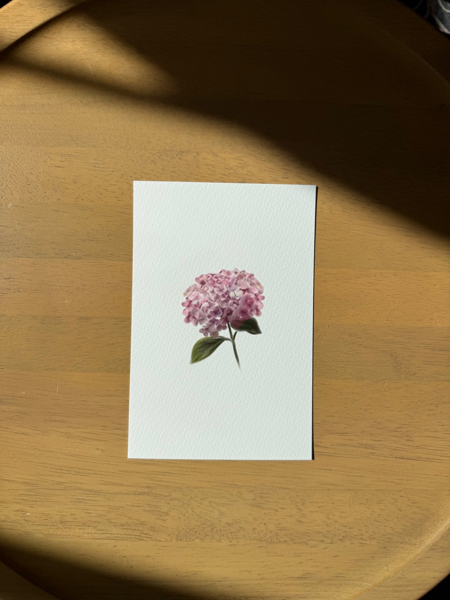 Hydrangea Art Print