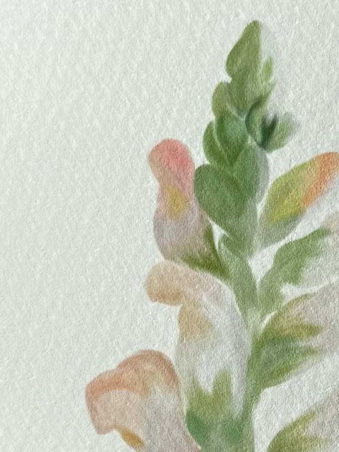 Snapdragon Art Print