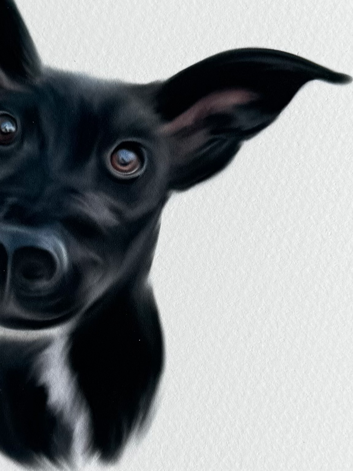 Custom Pet Portrait